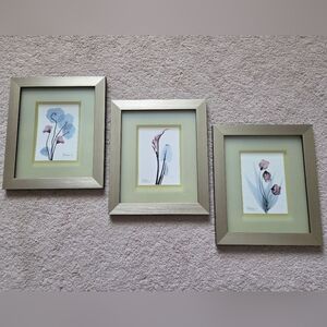 Set of Three Framed Botanical Prints
